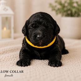 Yellow collar - Black female Goldendoodle puppy in Aurora, Illinois from Chicago Goldendoodles