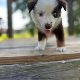 Stars - Red tri female Miniature Australian Shepherd puppy in Doddridge, Arkansas from Huddleston Farm