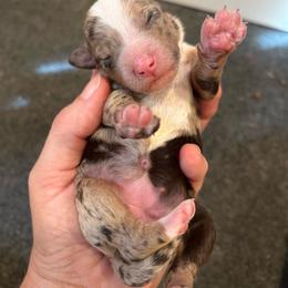 Cat - Chocolate merle female Bernedoodle puppy in New Ringgold, Pennsylvania from Hawk Mountain Doodles