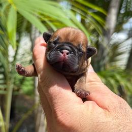 Estelle - Fawn female French Bulldog puppy in Largo, Florida from Big Daddy Frenchies