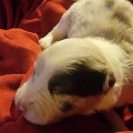 Girl 3 - Border Collie puppy in Chino Valley, Arizona from Dog Pond Border Collies