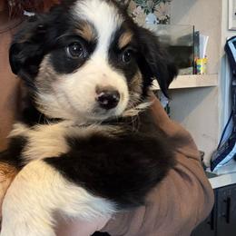 Girl 3 - Black tri female Miniature Australian Shepherd puppy in Menifee, California from Fisher Farm