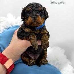 Poodle Puppies from KC Poodles of PA