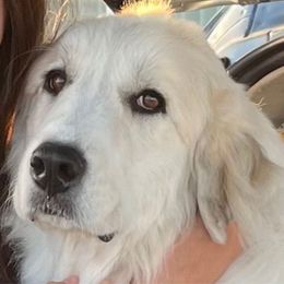 Jewel (JuJu) - Great Pyrenees
