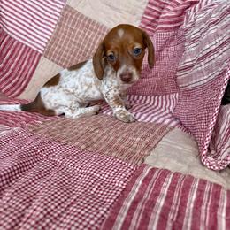 Frankie - Piebald male Dachshund puppy in Aurora, Missouri from Baker Farms