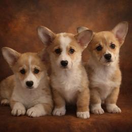 Pembroke Welsh Corgi puppies from Promise Land Farm