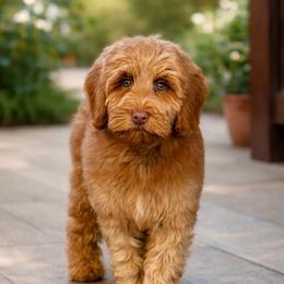 Winter - Caramel red male Australian Labradoodle puppy in Anderson, California from Shaggy Doodles