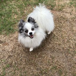 Lucille - Blue merle female Pomeranian puppy in Bentonville, Arkansas from Premium Poms