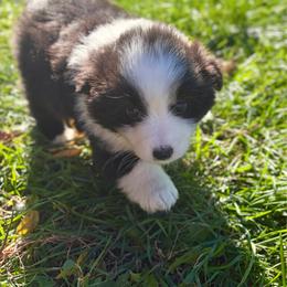 Lake Minnetonka - Black tri female Miniature Australian Shepherd puppy in Priest River, Minnesota from Offgrid Aussies