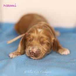 Naomi - Red female Cockapoo puppy in Canastota, New York from Silver City Cockapoos