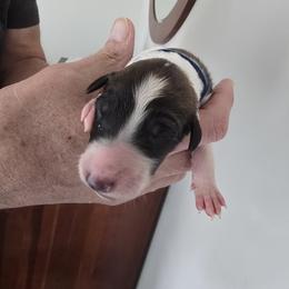 Blue Collar - White female Borzoi puppy in Wichita, Kansas from Kaos Kennel