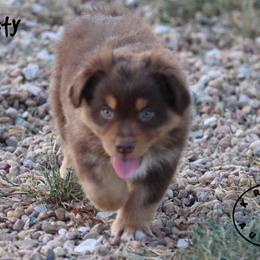 Dusty - Red tri male Miniature Australian Shepherd puppy in Garden Plain, Kansas from Krazy K Aussies