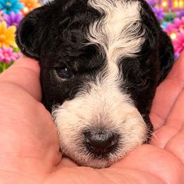 Hickory - Parti male Goldendoodle puppy in Allegan, Michigan from Cocoa Doodles