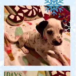 Rhiannon AKC LUA - White and black female Dalmatian puppy in Las Vegas, Nevada from 101 Dew Dream Valley Dalmatians