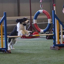 English Springer Spaniels from Springers Of Oz