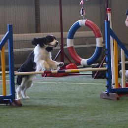 English Springer Spaniels from Springers Of Oz
