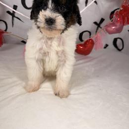 Kitkat - Black and white female Bernedoodle puppy in Luana, Iowa from Country View Bernedoodles and Goldendoodles