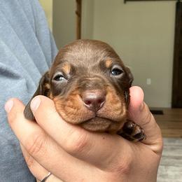 Blanton - Chocolate and tan male Dachshund puppy in Crystal, Michigan from Mare-Bella Smoothcoat Edition