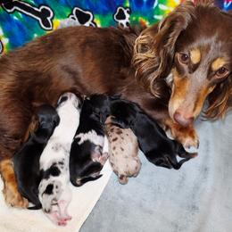Rowena - Black and tan female Dachshund puppy in Prairieville, Louisiana from Southern Barron Danes & Dachshunds