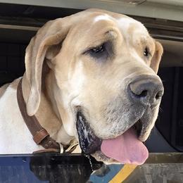 Cedar - Great Dane