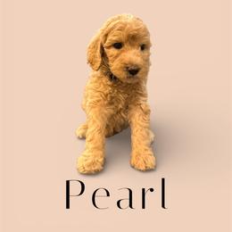 Pearl - Apricot female Goldendoodle puppy in Macclenny, Florida from Baker County Goldendoodles