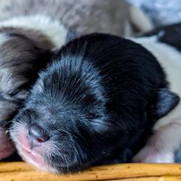 Summer - Black parti female Pomeranian puppy in Wentzville, Missouri from Pawsome Poms