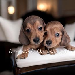 Andy longhair - Red male Dachshund puppy in Richmond, Virginia from Irresistible Dachshunds & Cavaliers
