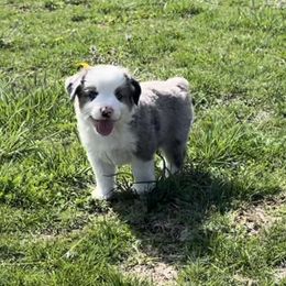 Roper - Blue merle Miniature Australian Shepherd puppy in Redfield, Kansas from CY Ranch Aussies