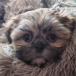 Boy 4 - Sable male Shih Tzu puppy in Bishop, California from Shih Tzu G-ma