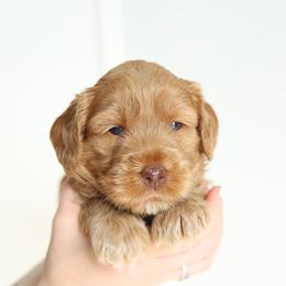 Yellow - Caramel male Australian Labradoodle puppy in Williamstown, New York from Lewis Manor Labradoodles