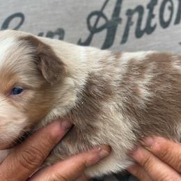 Australian Shepherds from Piney Oak Aussies