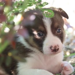 Lady Bug - Red female Border Collie puppy in Tiskilwa, Illinois from First Harmony Farms