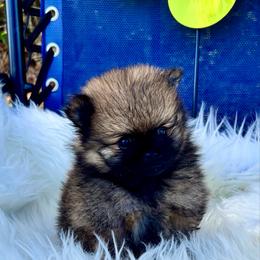 Sebastian - Red male Pomeranian puppy in Green Cove Springs, Florida from Natasha's Ark of Joy