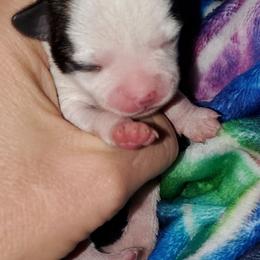 Boy1 - Chocolate brindled fawn male Chihuahua puppy in Oklahoma City, Oklahoma from Teacup Chihuahuas and Friends