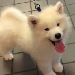 Samoyed and Shiba Inu Puppies from Wintermist Samoyeds