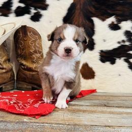 'Fergus' - Red tri-color male Australian Shepherd puppy in Durand, Wisconsin from Larson’s Legacy Aussome Aussie Kennels