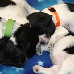 Schapendoes Puppies from Dream Star Schapendoes