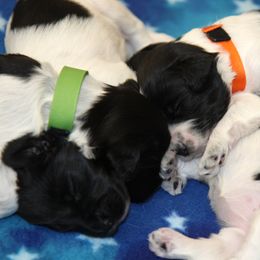 Schapendoes Puppies from Dream Star Schapendoes