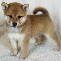 Lacey - Red female Shiba Inu puppy in Trenton, Nebraska from Prairie Shibas