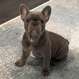 Blue - Blue female French Bulldog puppy in Smithfield, North Carolina from Roughneck Frenchies