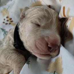Black collar - Cream male Goldendoodle puppy in Willow Springs, Missouri from Todd Family Homestead