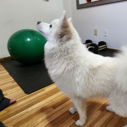 Pomsky All Grown Up from Yuna's Pomsky