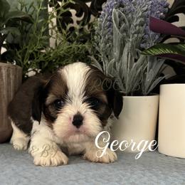 George - Black gold and white male Cavatzu puppy in Grove, Oklahoma from Rocky Oak Cavaliers & Biewer Terriers LLC
