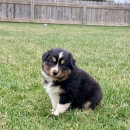 Romeo (red collar) - Black tri-color male Australian Shepherd puppy in Ashland, Ohio from SS Australian Shepherds