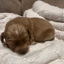 Bodie - Apricot male Goldendoodle puppy in Graham, North Carolina from Geise Meadow Doodles