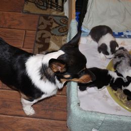 American Corgi Puppies from Southern Tastes American Corgis