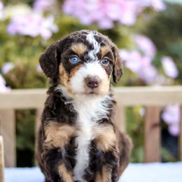 Aussiedoodle, Australian Mountain Doodle, Bernedoodle, and Labradoodle Puppies from Doodles & Co