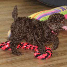 Poodle Puppies from RK'S Pets