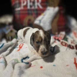 Dachshund Puppies from Green Thumb Farms