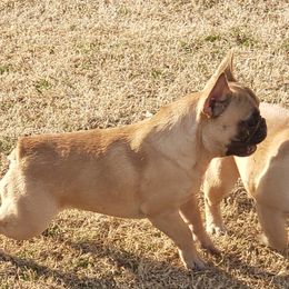 Toddie - French Bulldog
